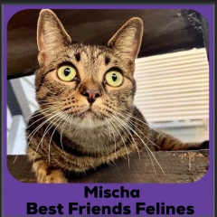 2024-Mischa