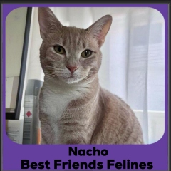 2024-Nacho