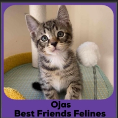 2024-Ojas