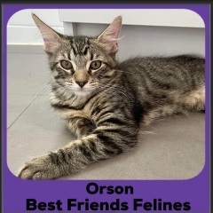 2024-Orson