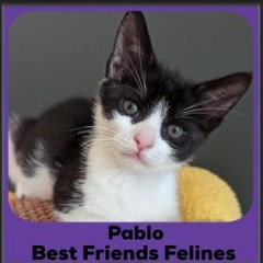 2024-Pablo