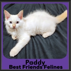 2024-Paddy2