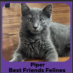 2024-Piper