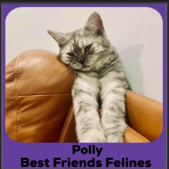 2024-Polly