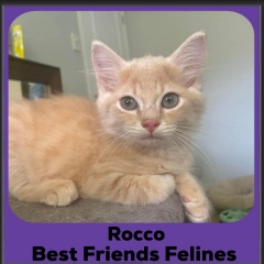 2024-Rocco