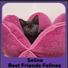 2024-Selina