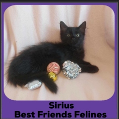 2024-Sirius