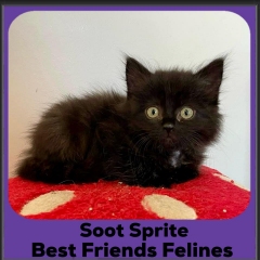 2024-Soot-Sprite