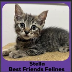 2024-Stella