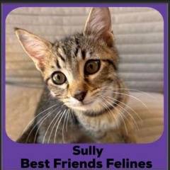 2024-Sully
