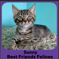 2024-Sunny
