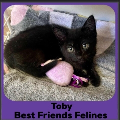 2024-Toby