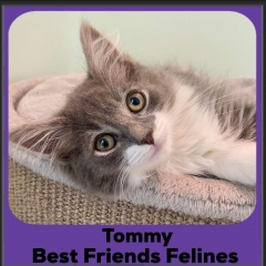 2024-Tommy