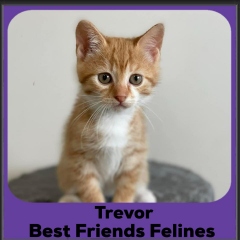 2024-Trevor