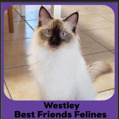 2024-Westley