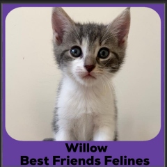 2024-Willow