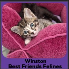 2024-Winston