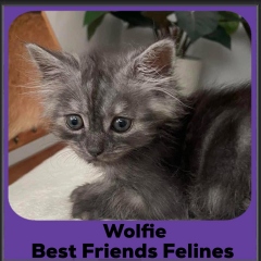 2024-Wolfie
