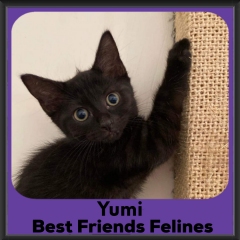 2024-Yumi