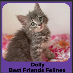 2024-dolly