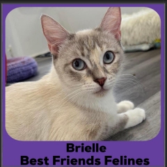 2025-Brielle