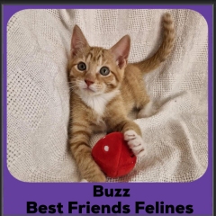 2025-Buzz