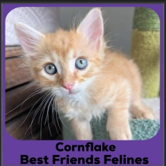2025-Cornflake