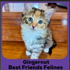 2025-Gingernut