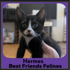 2025-Hermes