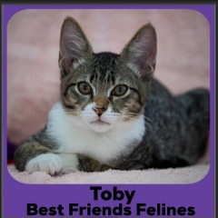 203-Toby