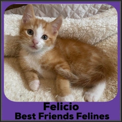 2202-Felicio