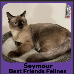 2_2023-Seymour