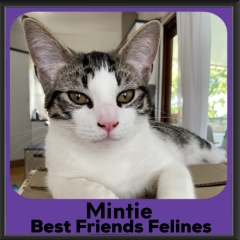 2_2024-Mintie