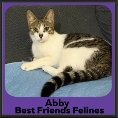 Abby-2026