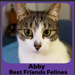Abby-2026b