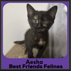 Aesha-2026