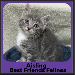 Aisling-2026