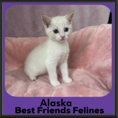 Alaska-2026