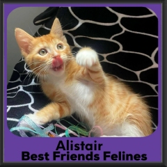 Alistair-2026