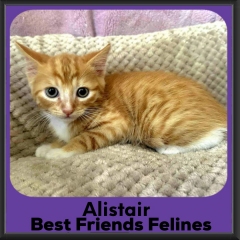 Alistair-26