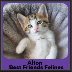 Alton-2026