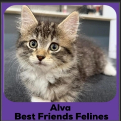 Alva-2025