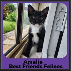 Amelie-2026