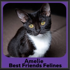 Amelie-2026b