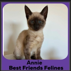 Annie-2026