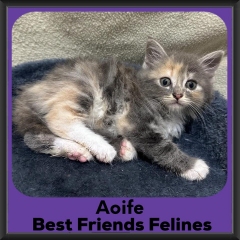 Aoife-2026