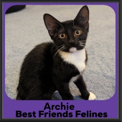 Archie-2026