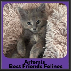 Artemis-2026