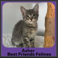 Asher-DSH-2026