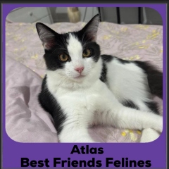 Atlas